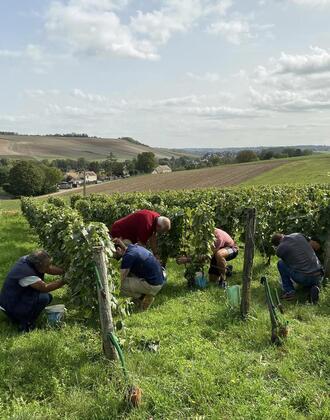 vendanges beynes