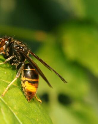 frelon asiatique