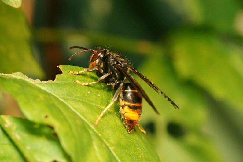 frelon asiatique